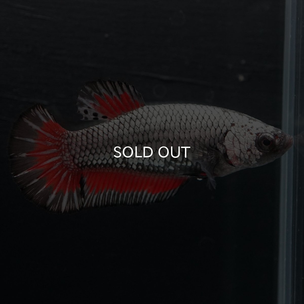 画像2: HMPK　レッドカッパー　メス (2)