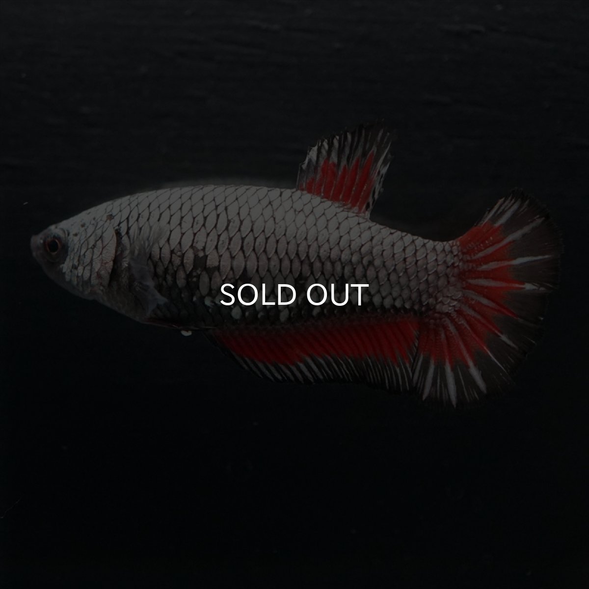 画像3: HMPK　レッドカッパー　メス (3)