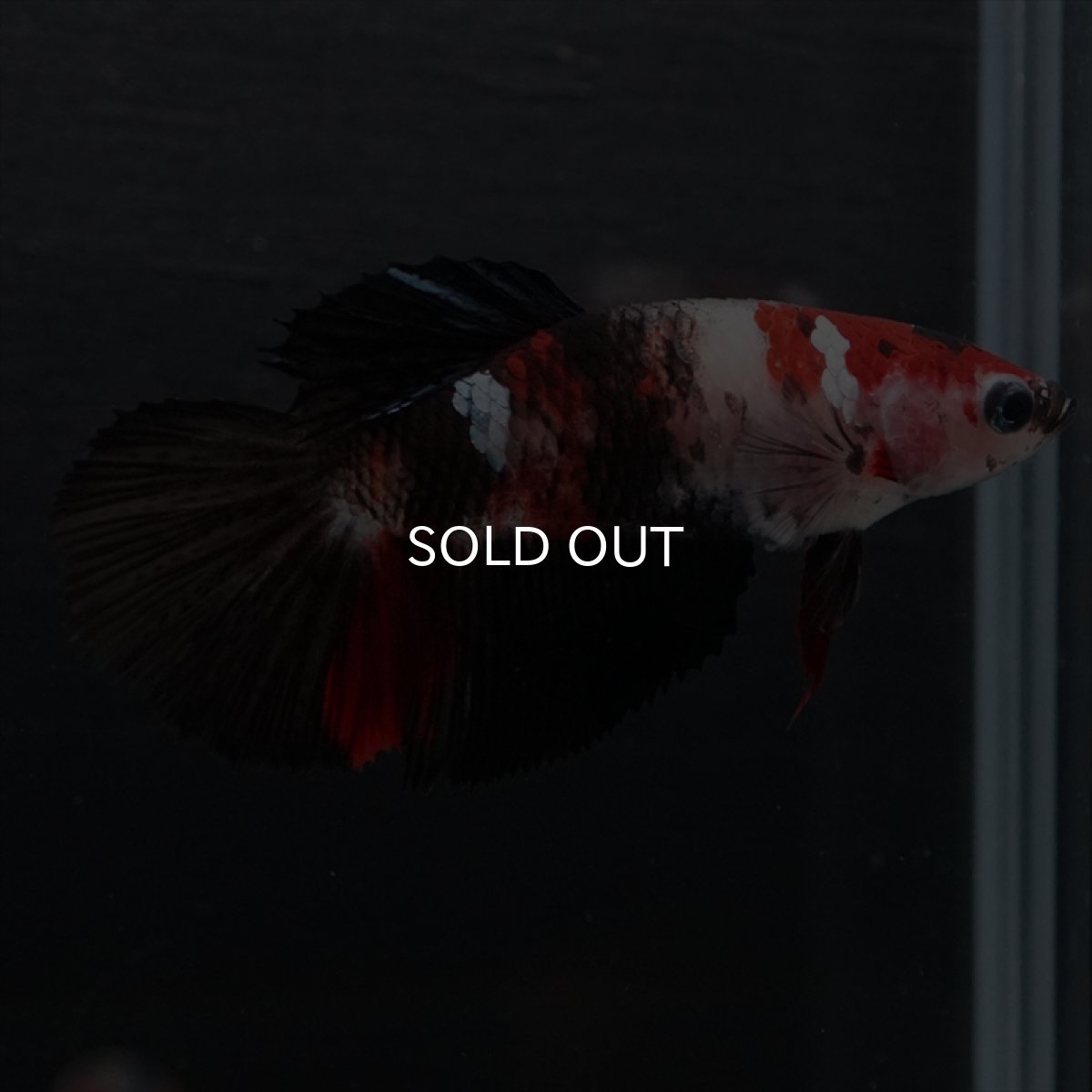 画像8: HM　鯉　メス (8)