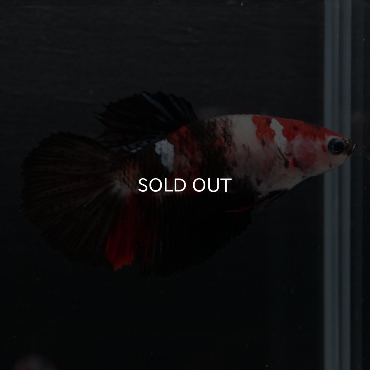 画像6: HM　鯉　メス (6)