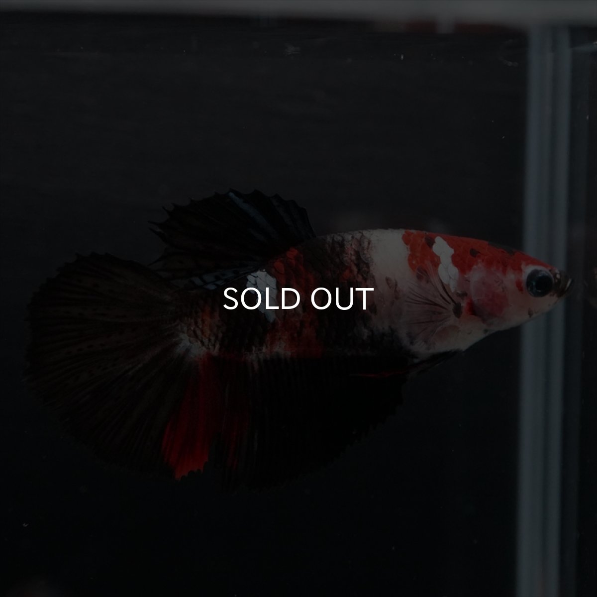 画像4: HM　鯉　メス (4)