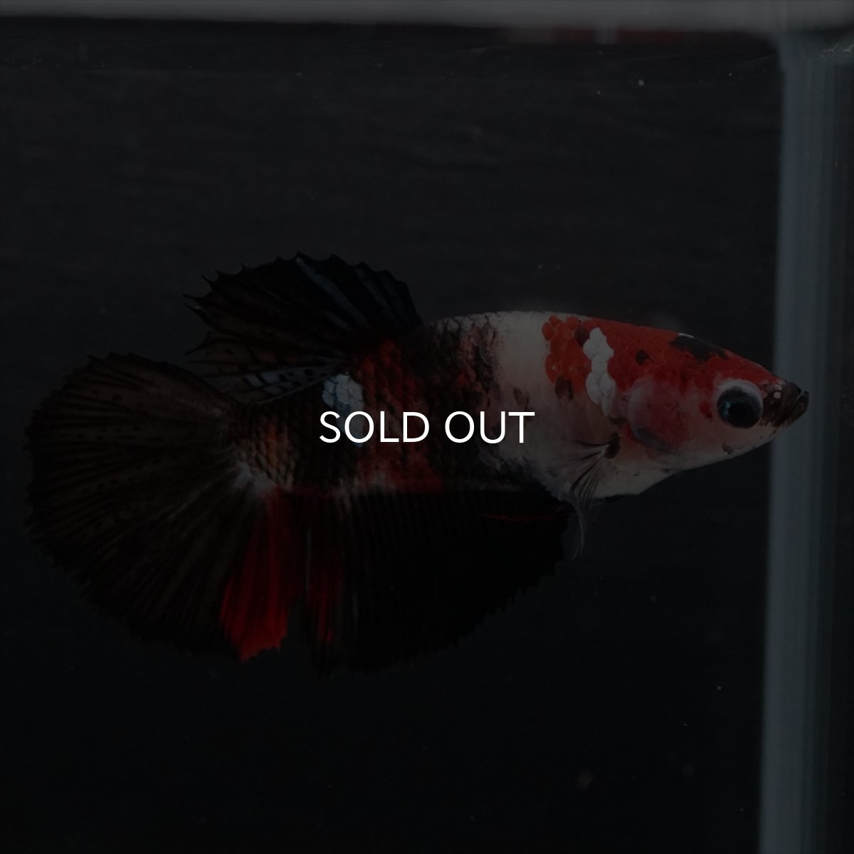 画像2: HM　鯉　メス (2)