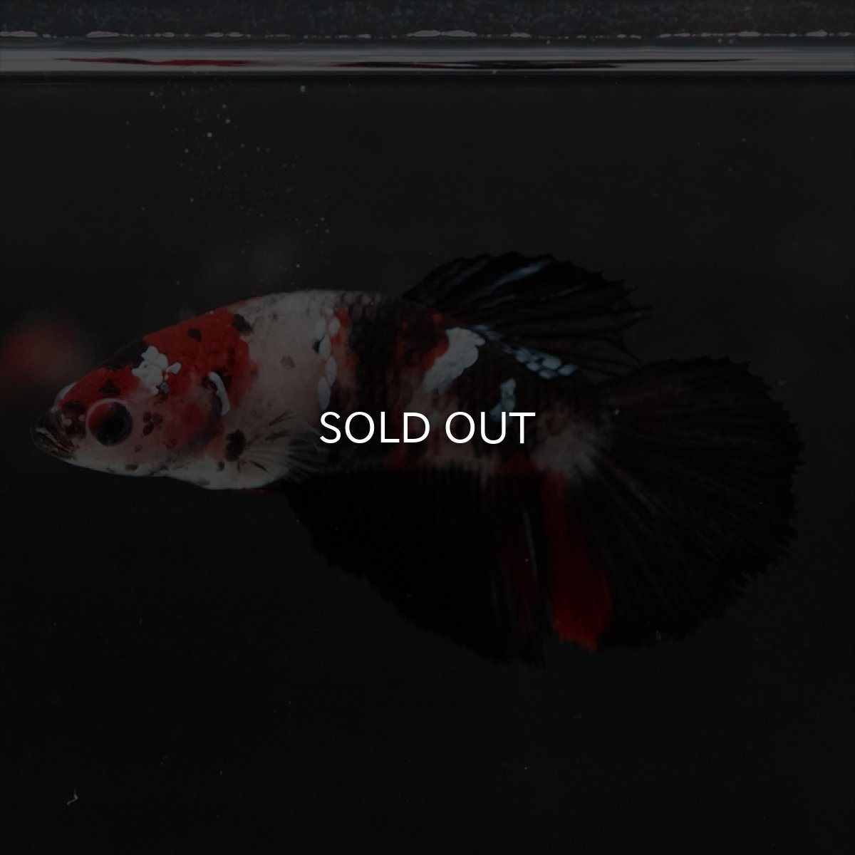 画像10: HM　鯉　メス (10)