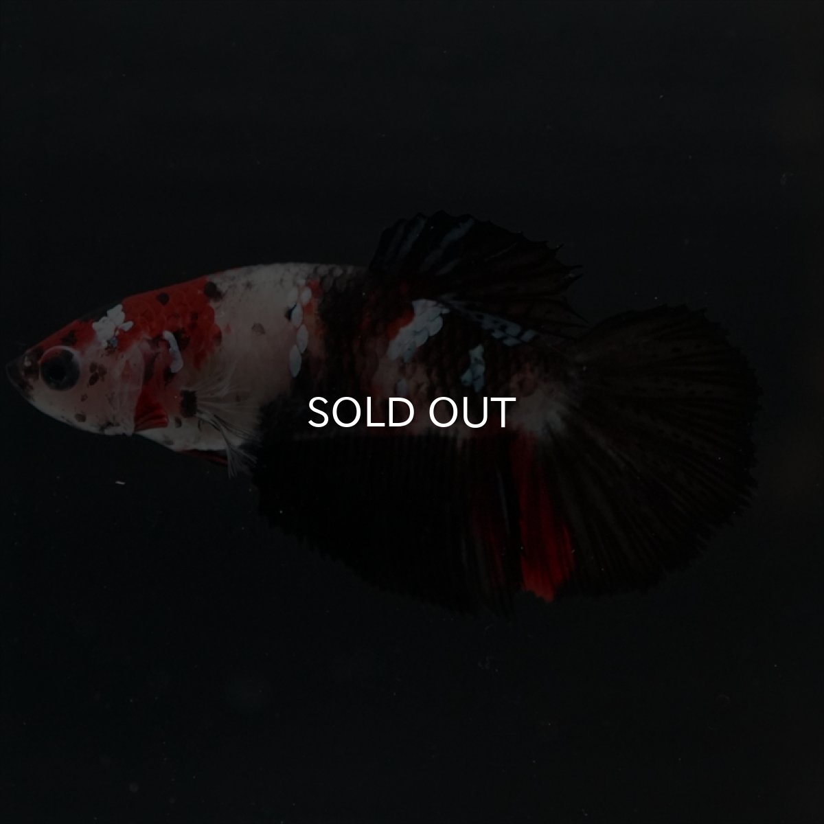 画像7: HM　鯉　メス (7)