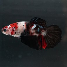 画像7: HM　鯉　メス (7)