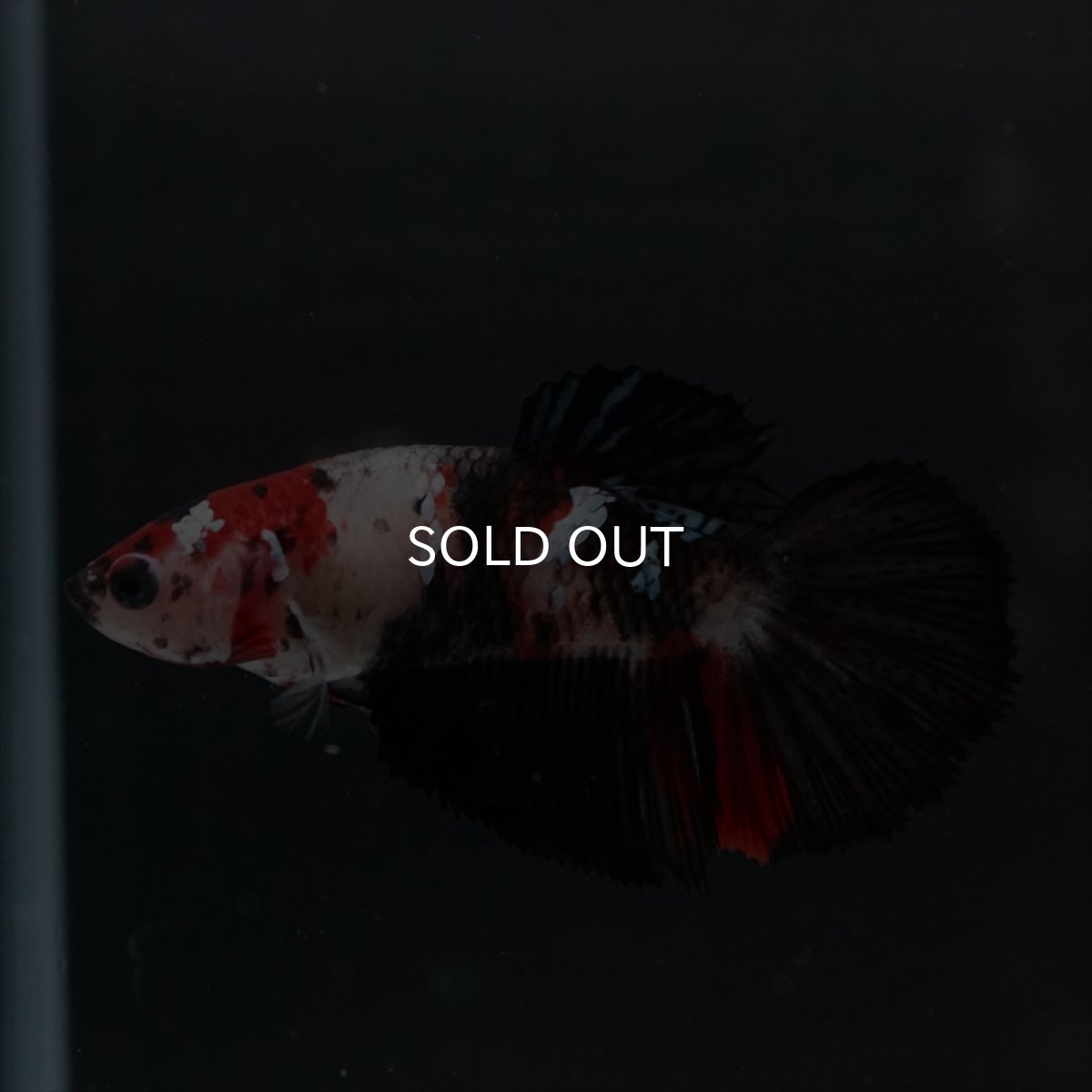 画像5: HM　鯉　メス (5)