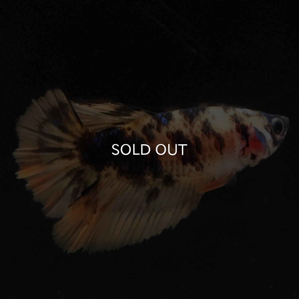 画像4: HM　イエロータイガー　メス (4)