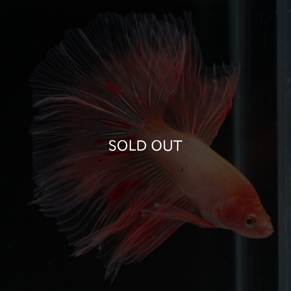 画像9: HM　アルマゲドン (9)