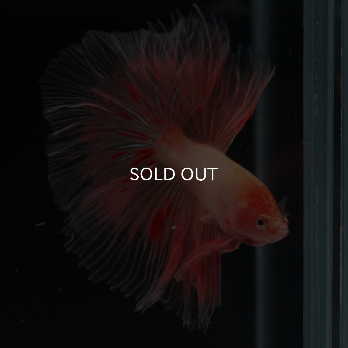 画像8: HM　アルマゲドン (8)