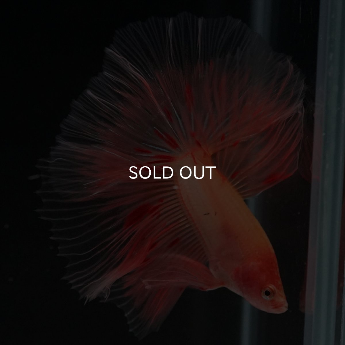 画像7: HM　アルマゲドン (7)