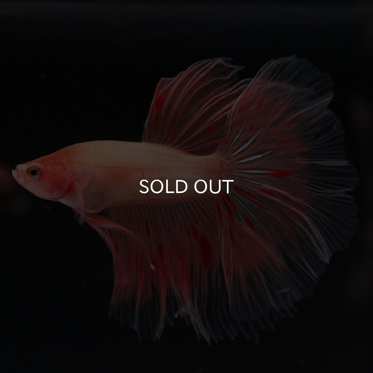 画像6: HM　アルマゲドン (6)