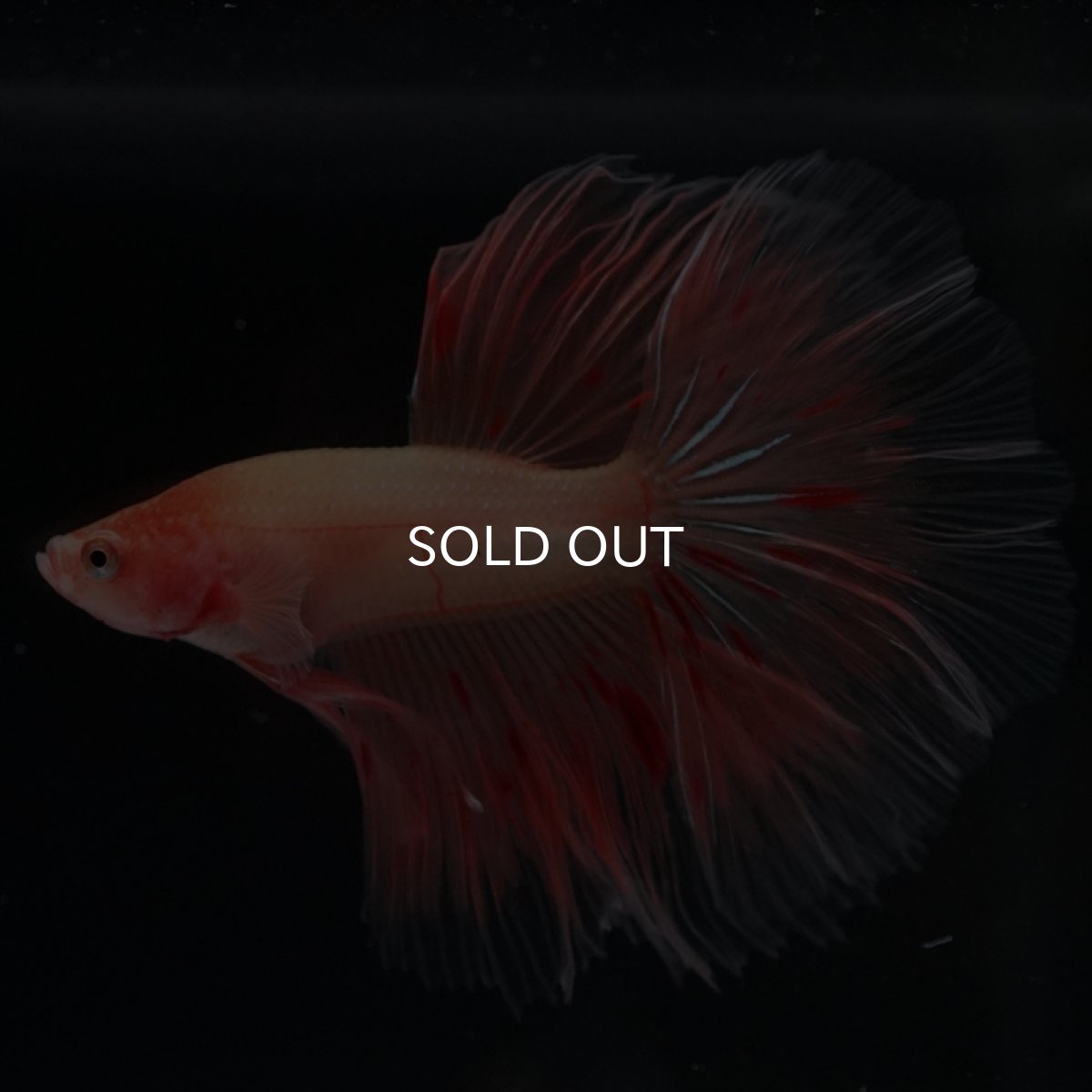 画像5: HM　アルマゲドン (5)