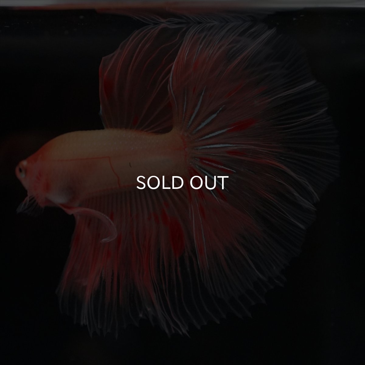 画像4: HM　アルマゲドン (4)