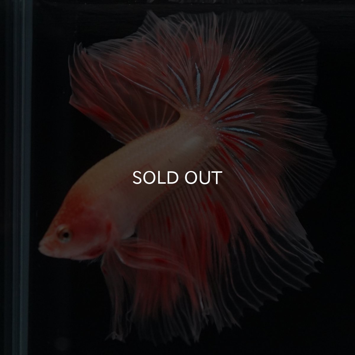 画像2: HM　アルマゲドン (2)