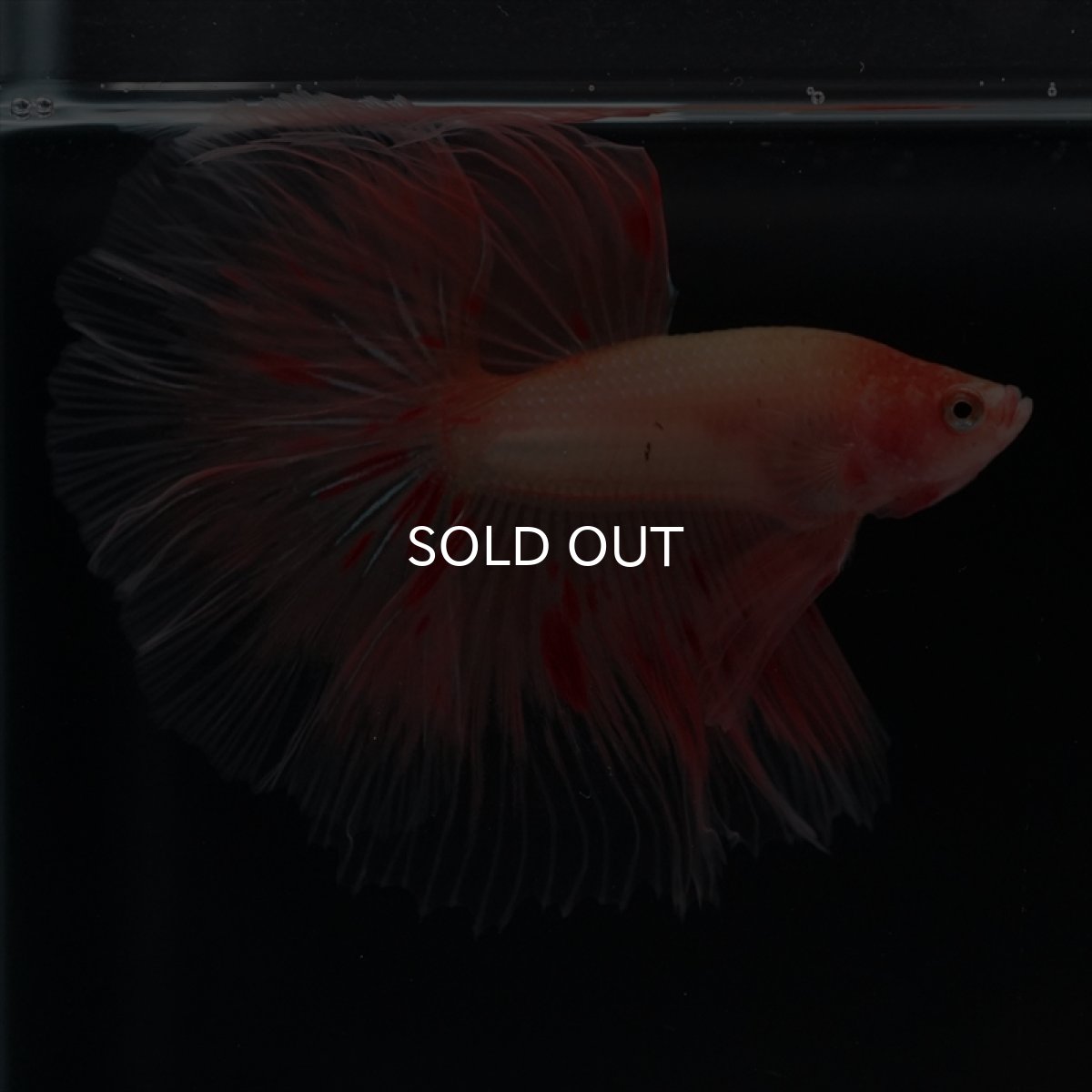 画像3: HM　アルマゲドン (3)