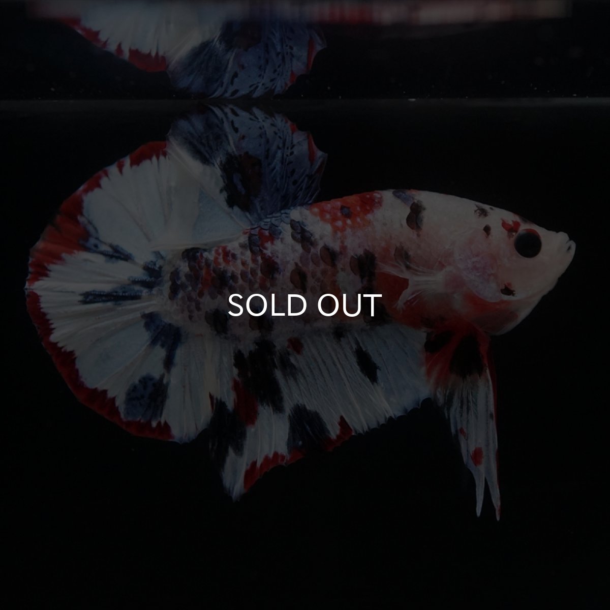 画像9: HMPK　キャンディレインボー (9)