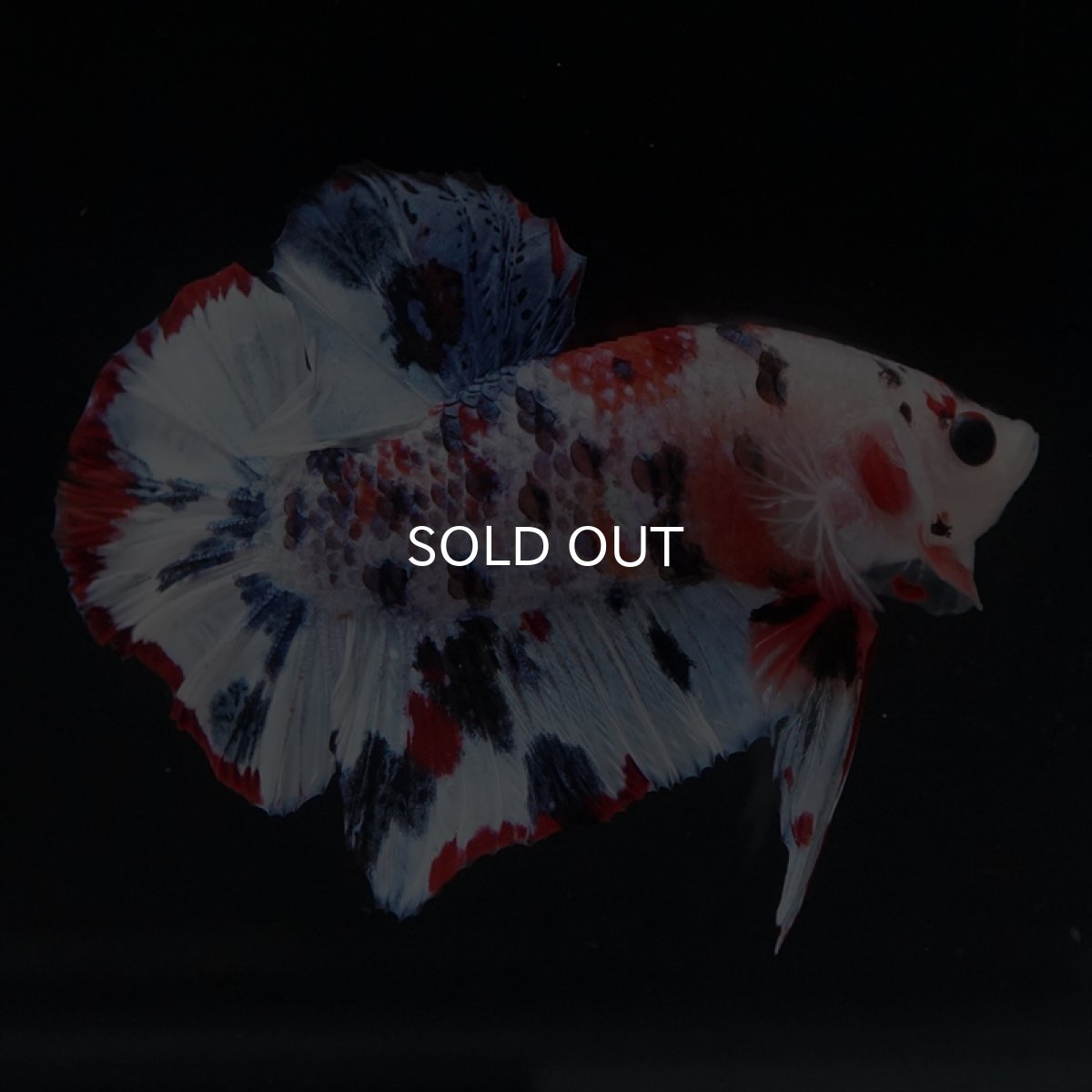 画像2: HMPK　キャンディレインボー (2)