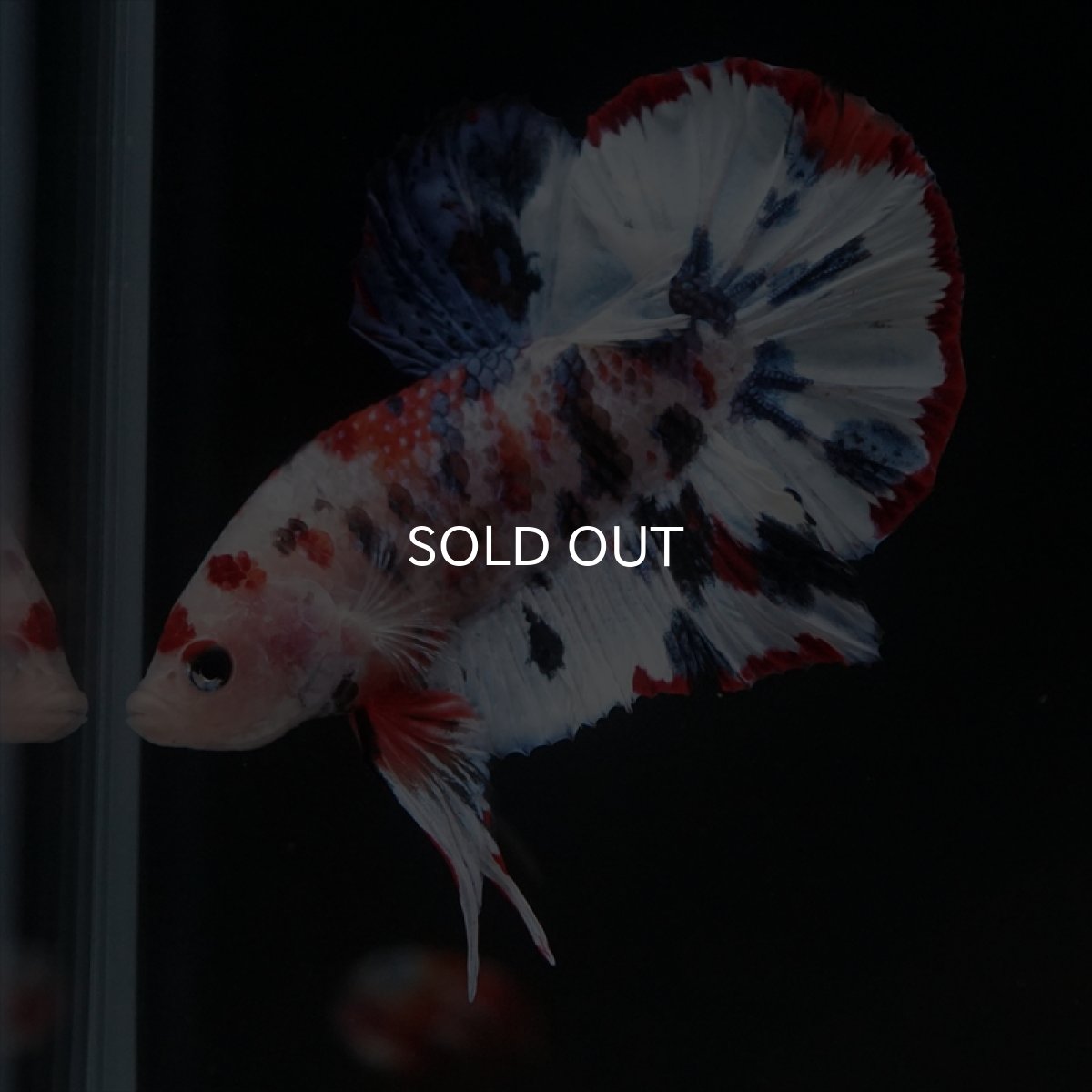 画像3: HMPK　キャンディレインボー (3)