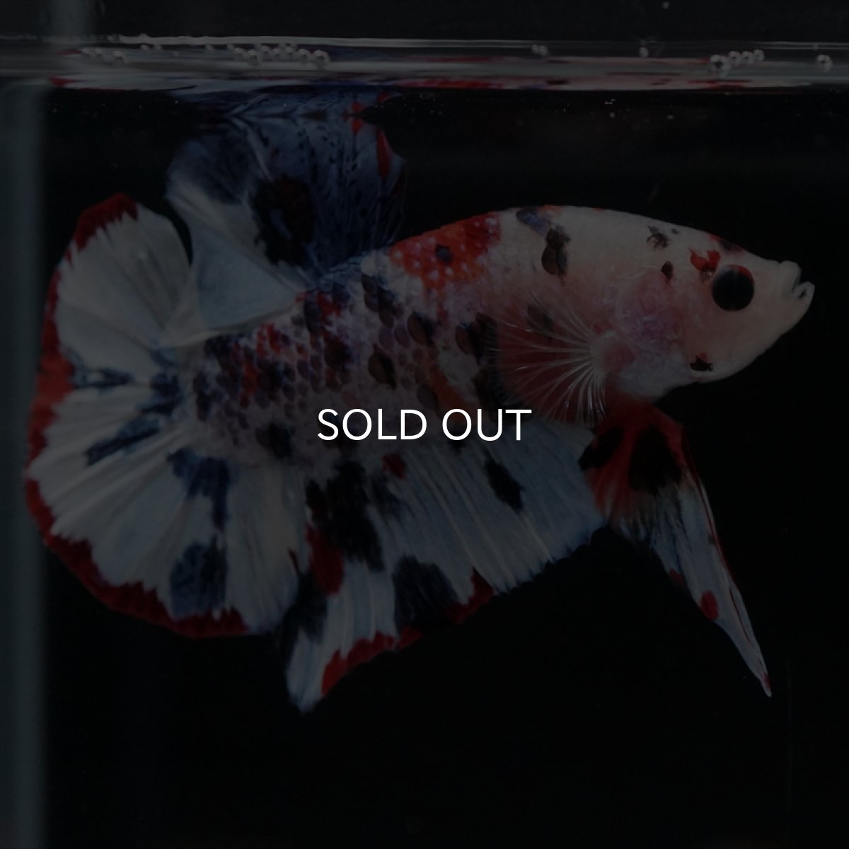 画像6: HMPK　キャンディレインボー (6)