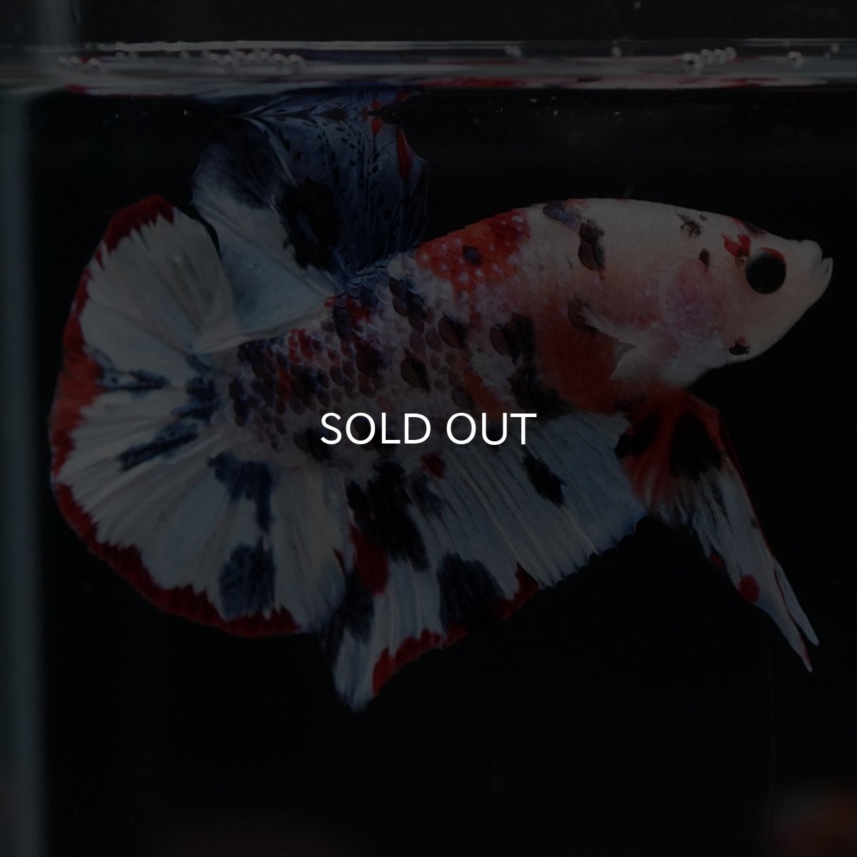 画像12: HMPK　キャンディレインボー (12)