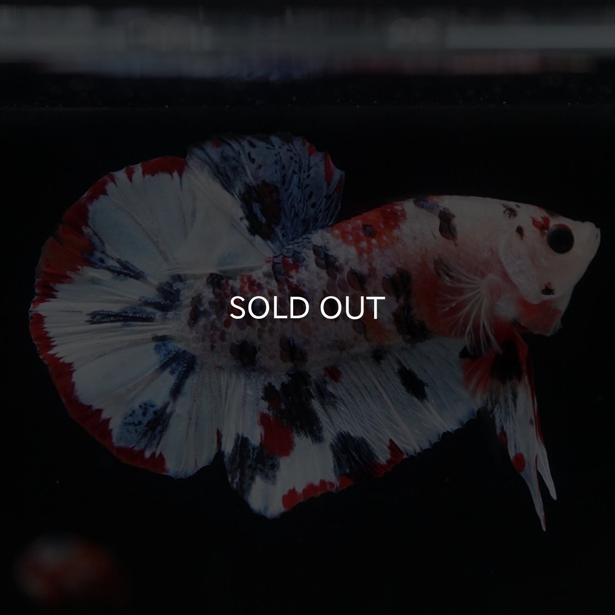 画像18: HMPK　キャンディレインボー (18)