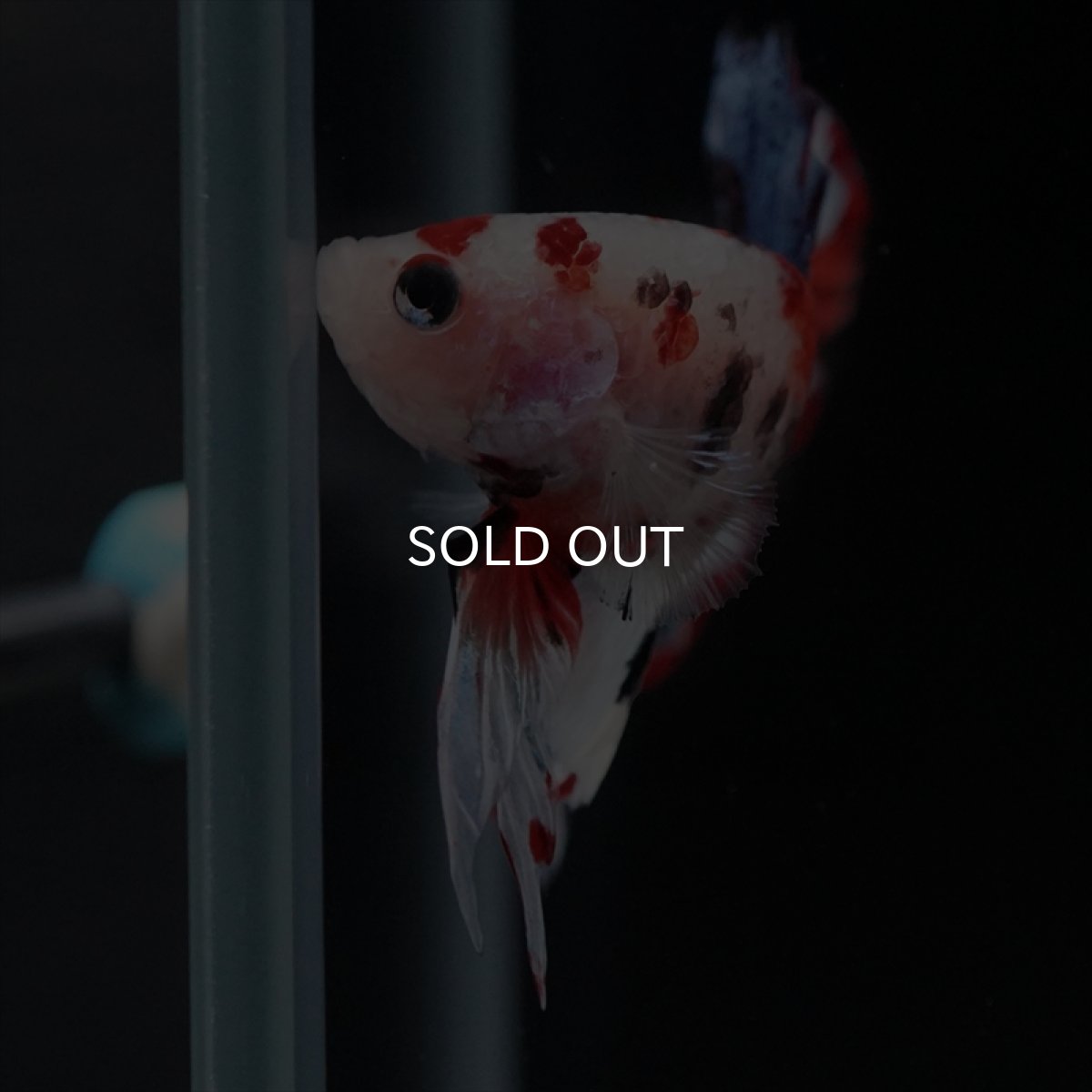 画像5: HMPK　キャンディレインボー (5)