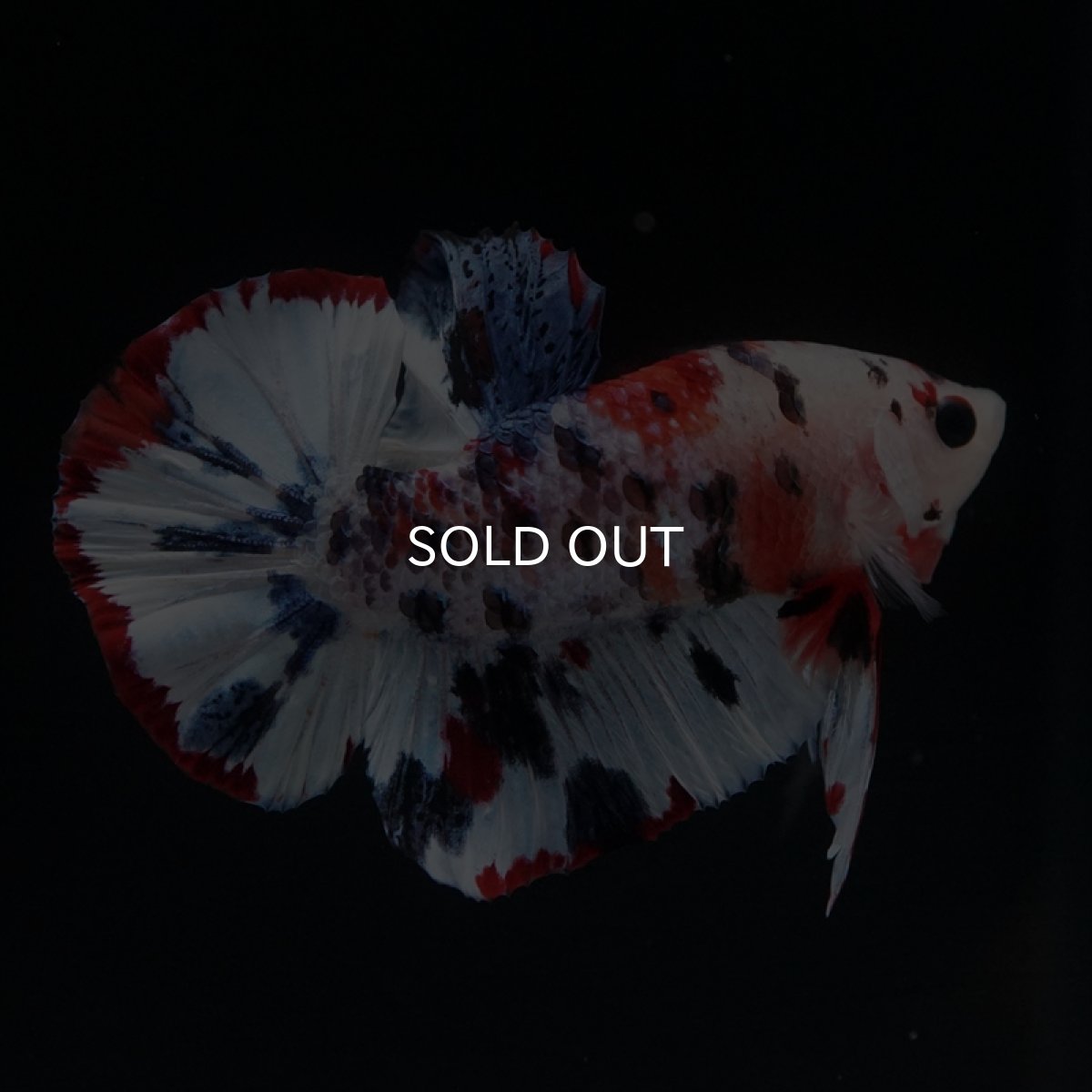 画像17: HMPK　キャンディレインボー (17)