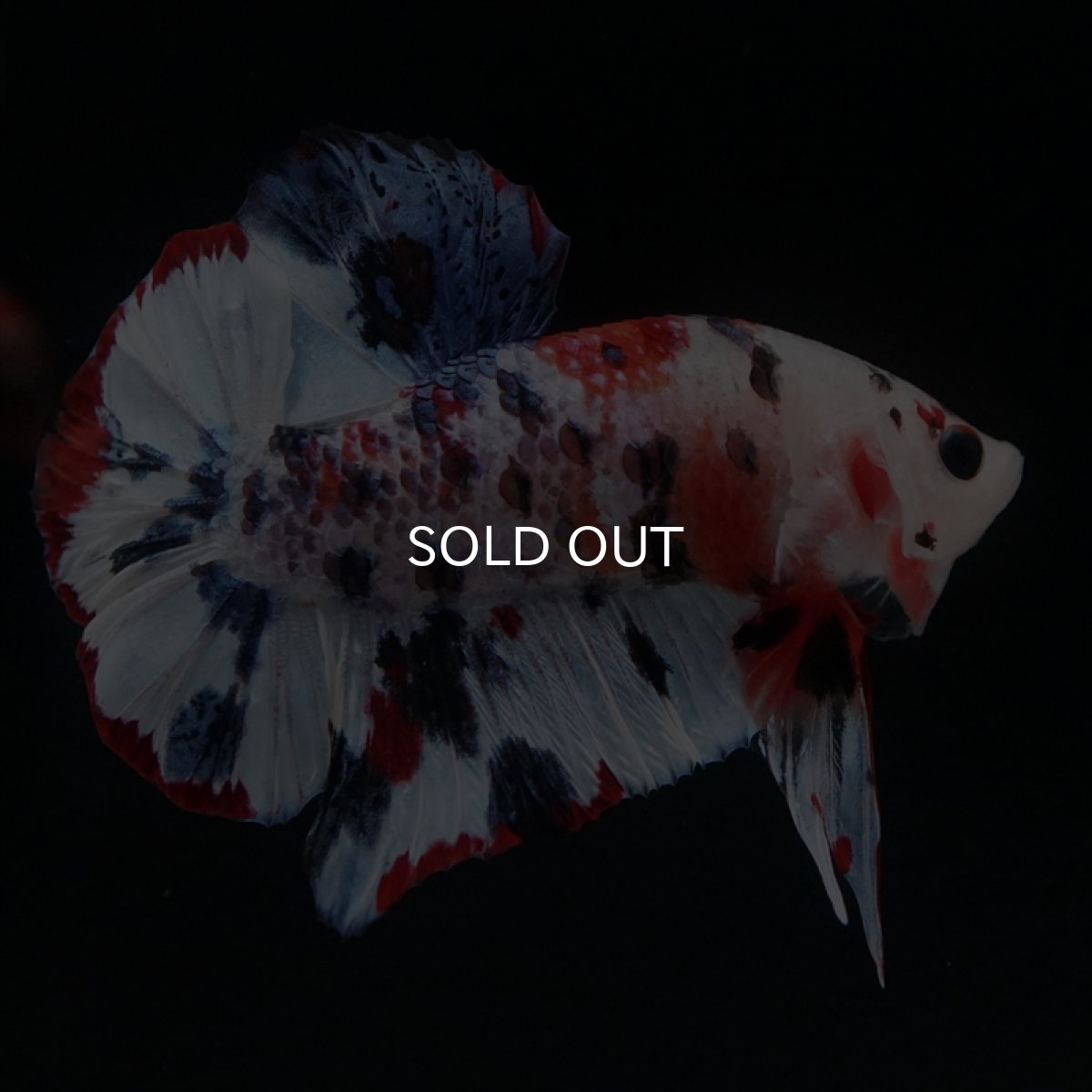 画像16: HMPK　キャンディレインボー (16)