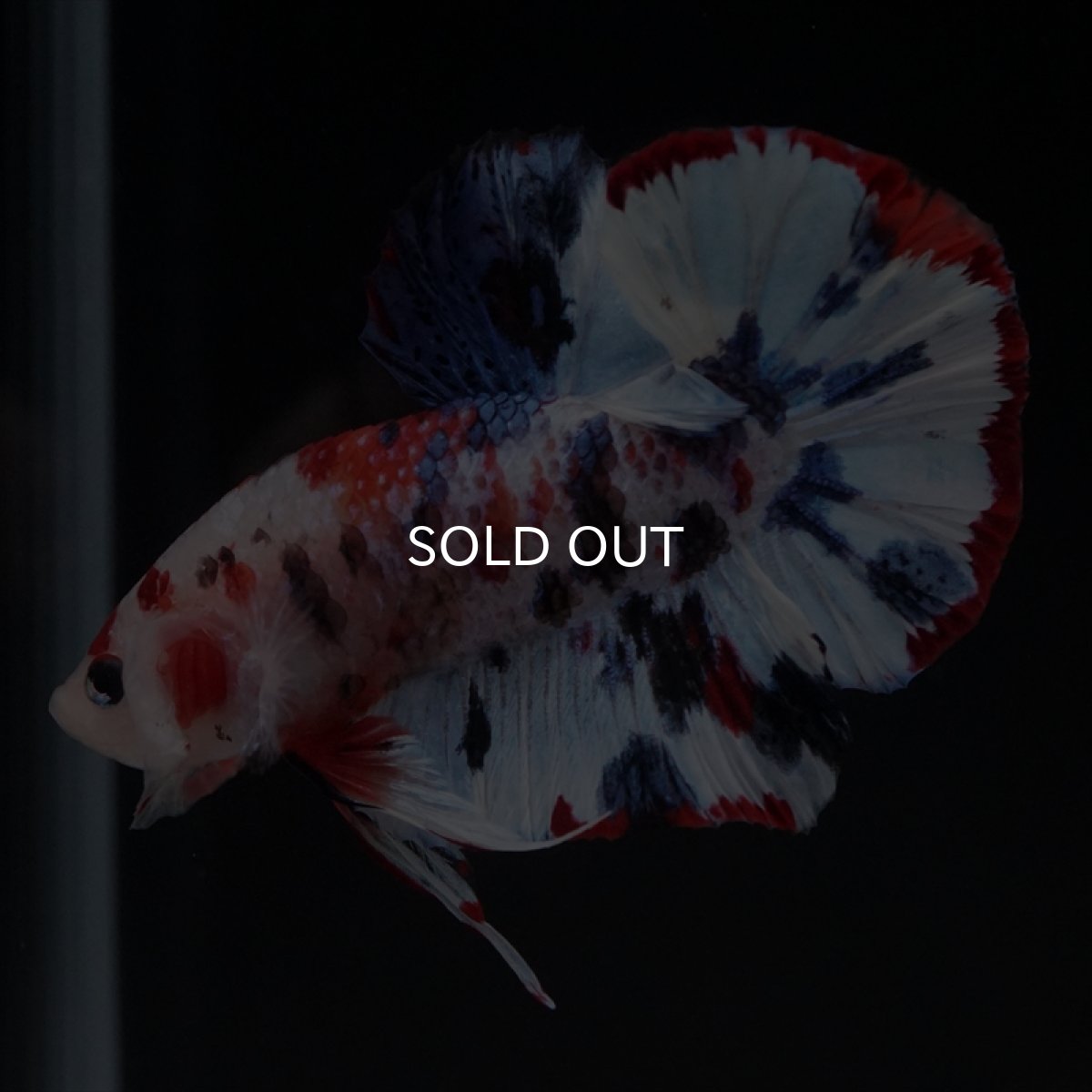 画像15: HMPK　キャンディレインボー (15)