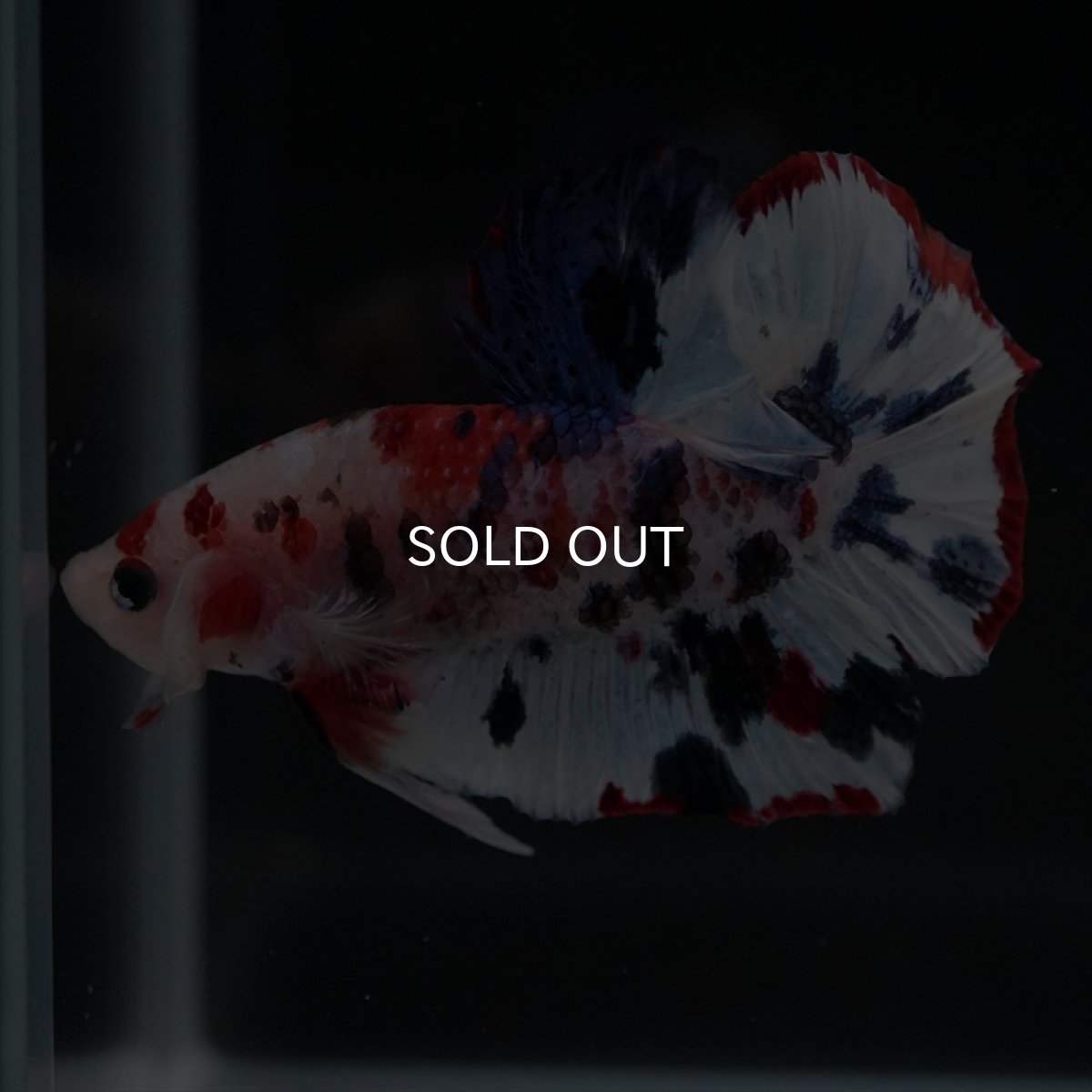 画像14: HMPK　キャンディレインボー (14)