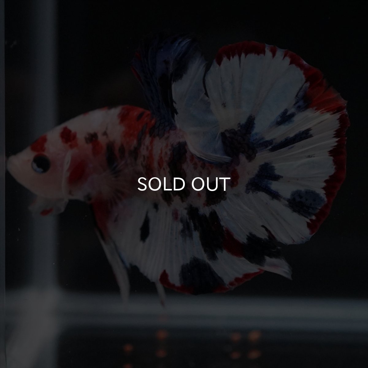 画像13: HMPK　キャンディレインボー (13)