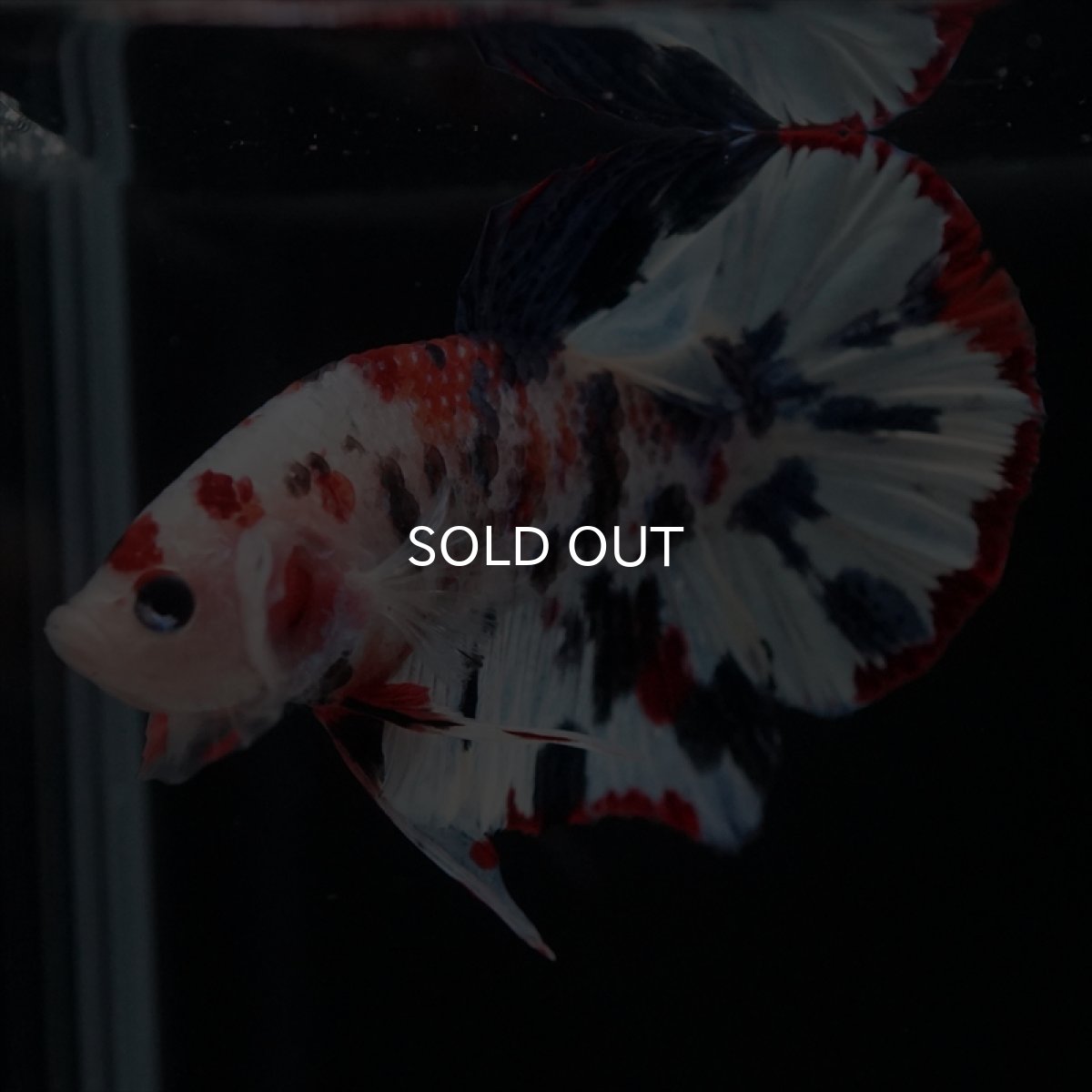 画像10: HMPK　キャンディレインボー (10)