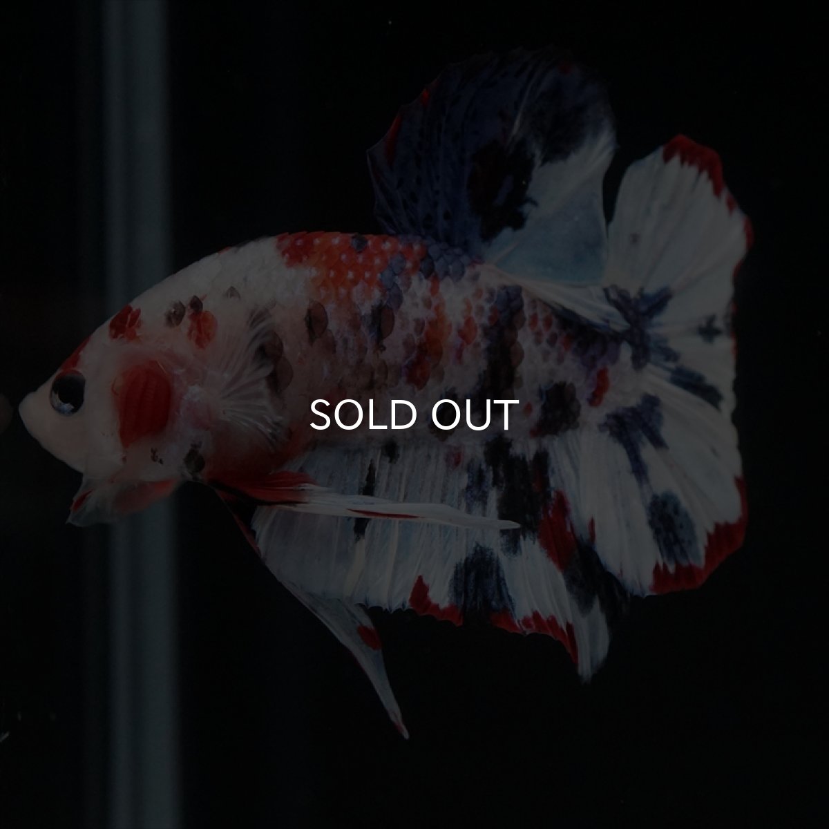 画像8: HMPK　キャンディレインボー (8)