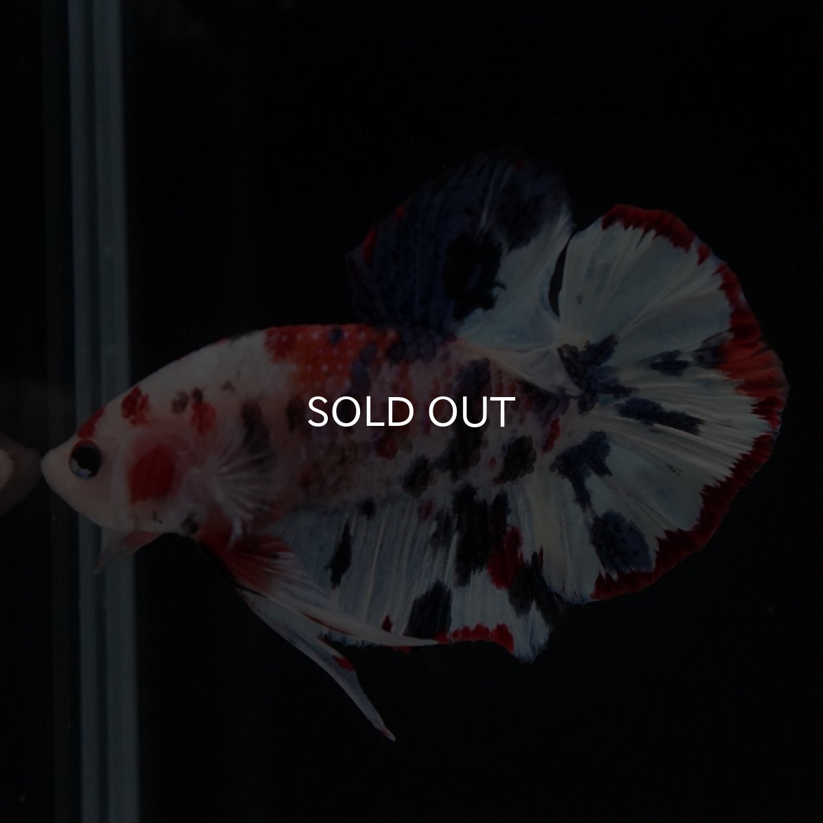 画像7: HMPK　キャンディレインボー (7)