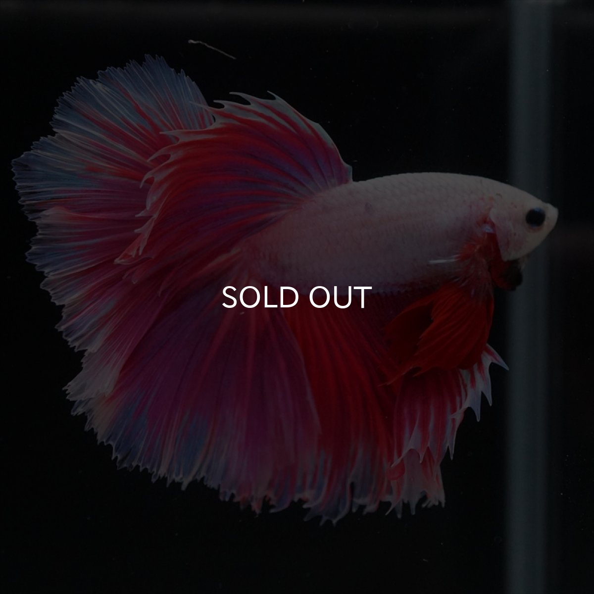 画像4: HM　ファンシーピンク　ローズテール (4)