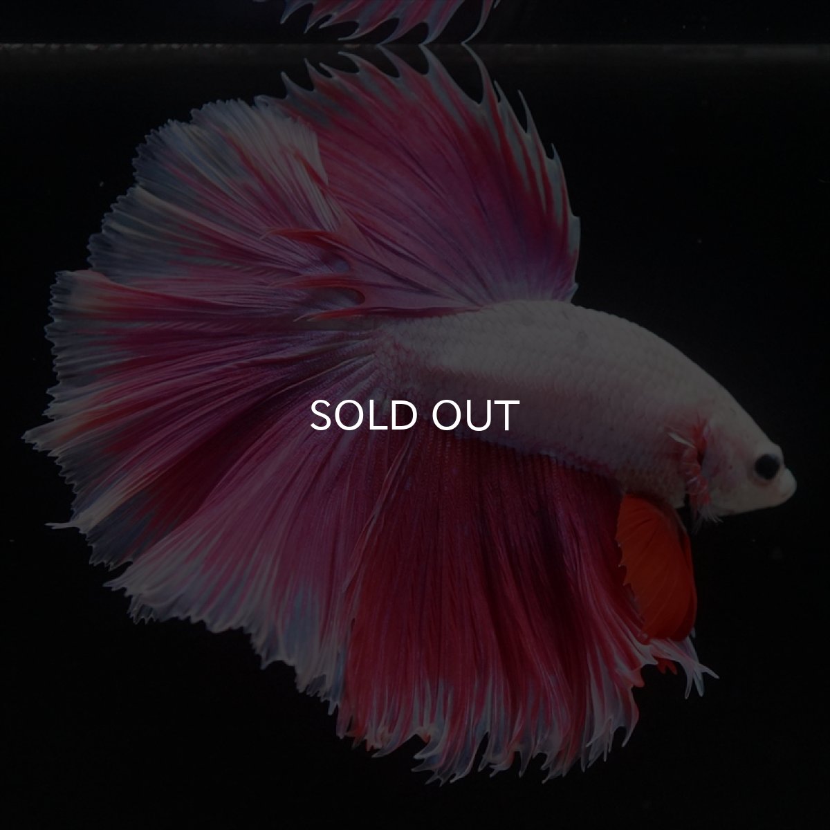 画像2: HM　ファンシーピンク　ローズテール (2)