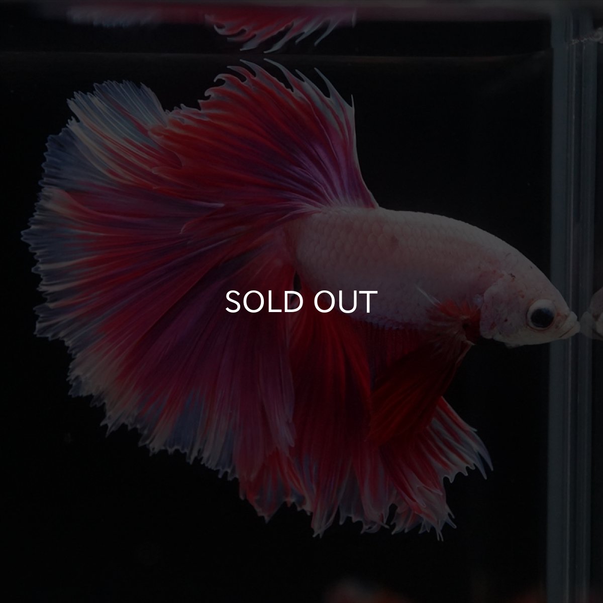 画像3: HM　ファンシーピンク　ローズテール (3)