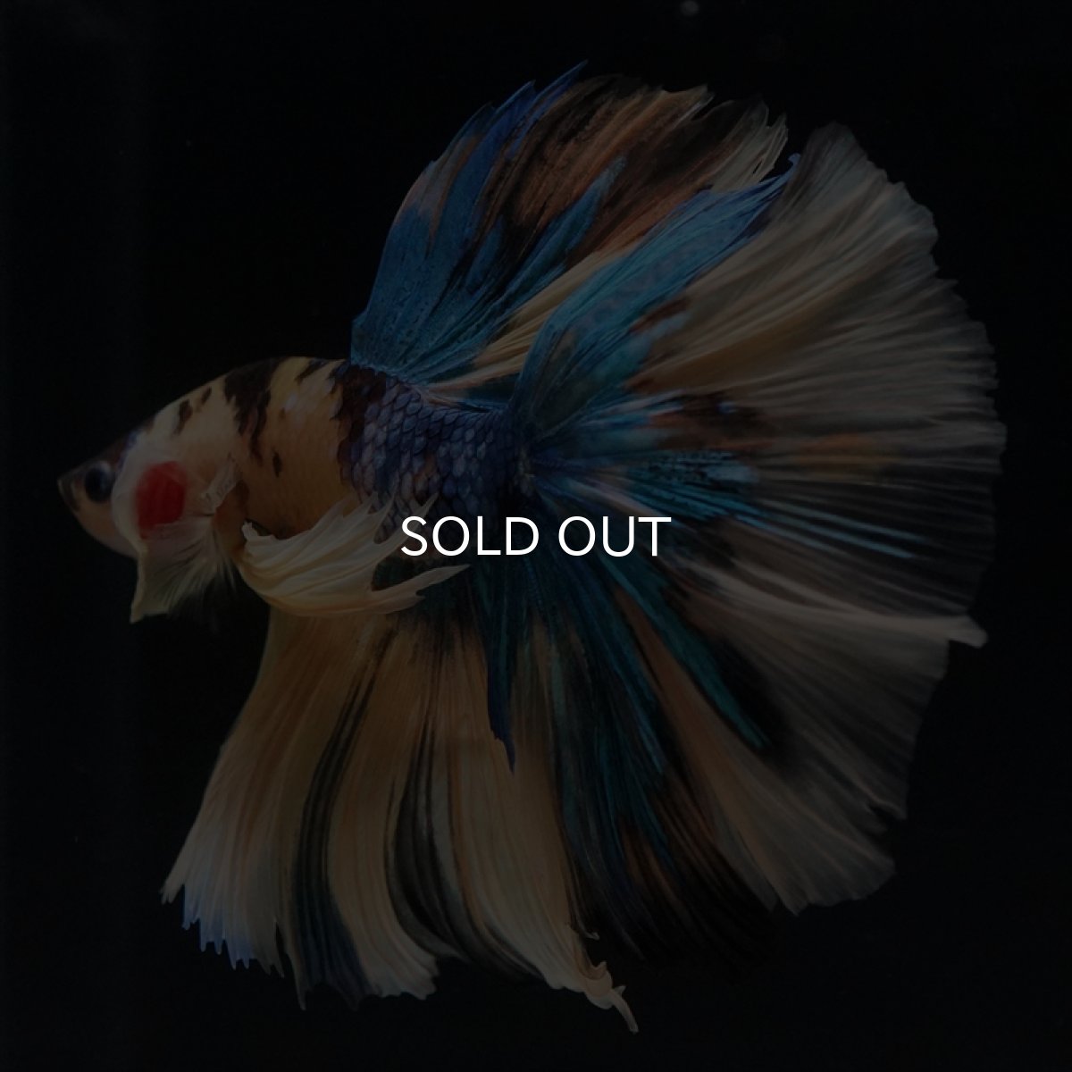 画像5: HM　イエロータイガーギャラクシー (5)