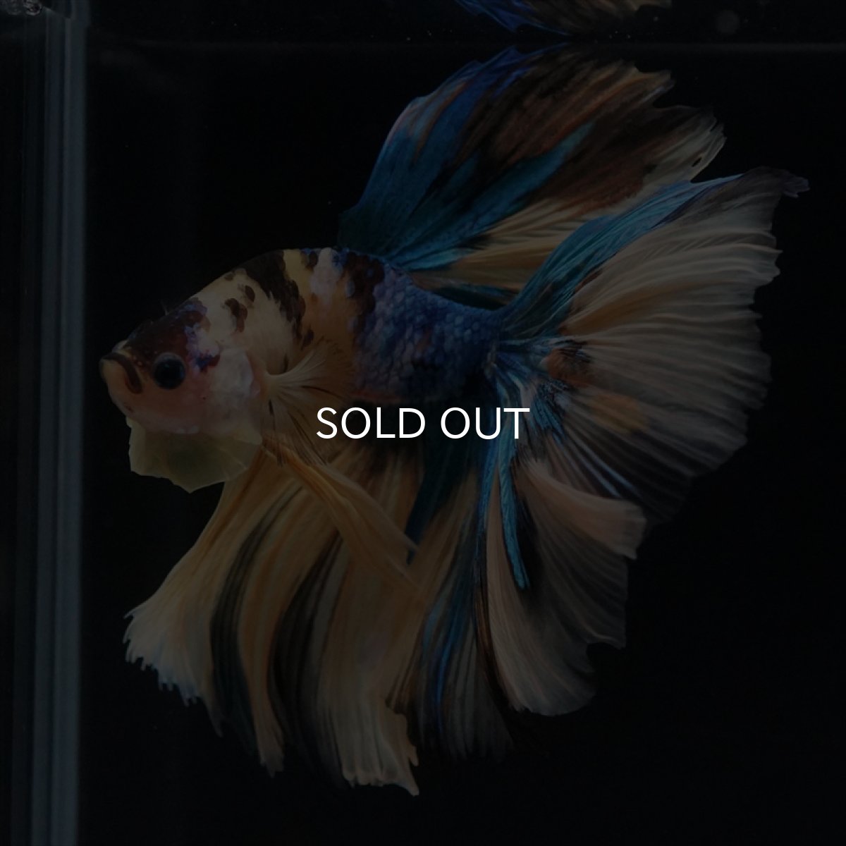 画像15: HM　イエロータイガーギャラクシー (15)