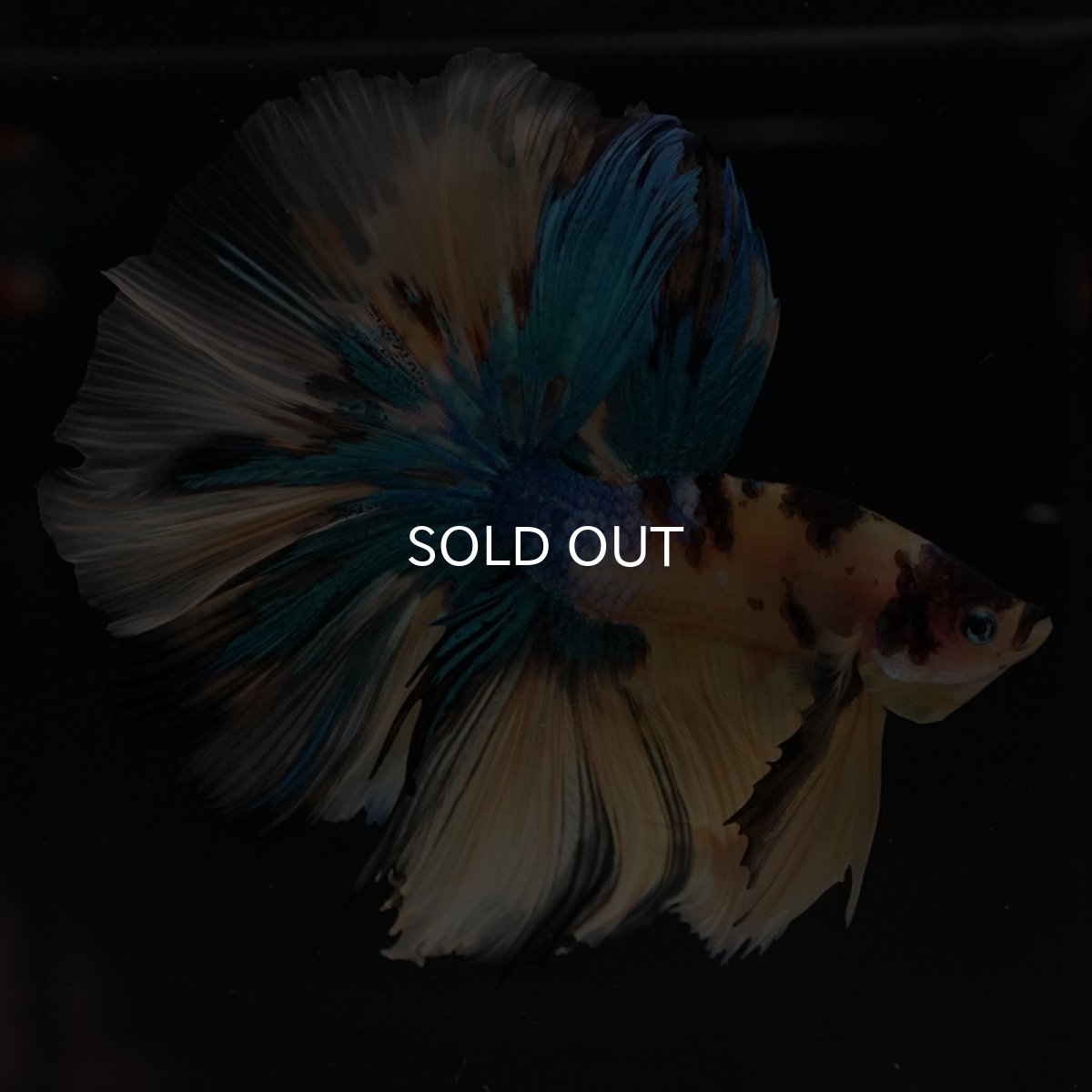 画像14: HM　イエロータイガーギャラクシー (14)