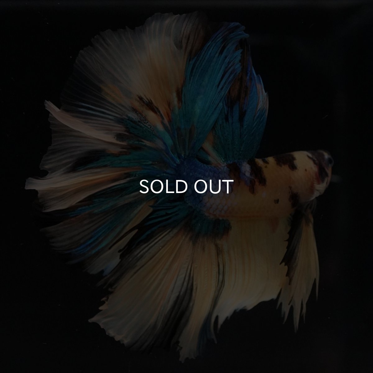 画像13: HM　イエロータイガーギャラクシー (13)