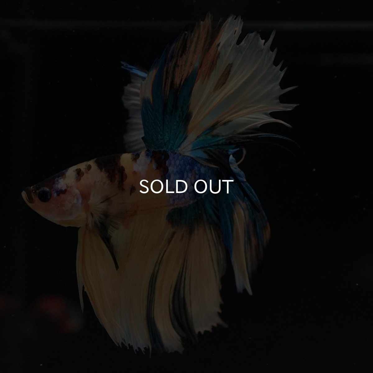 画像12: HM　イエロータイガーギャラクシー (12)