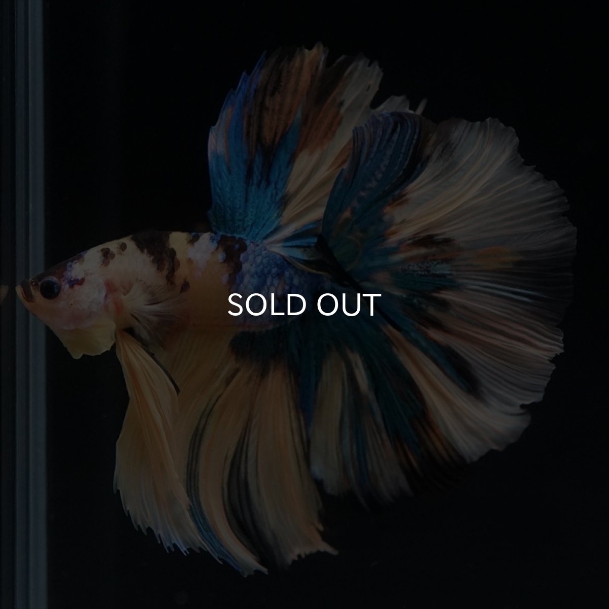 画像11: HM　イエロータイガーギャラクシー (11)