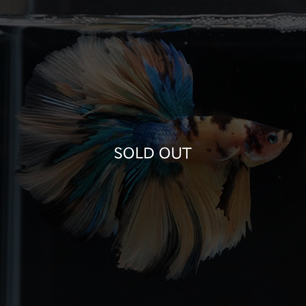 画像10: HM　イエロータイガーギャラクシー (10)