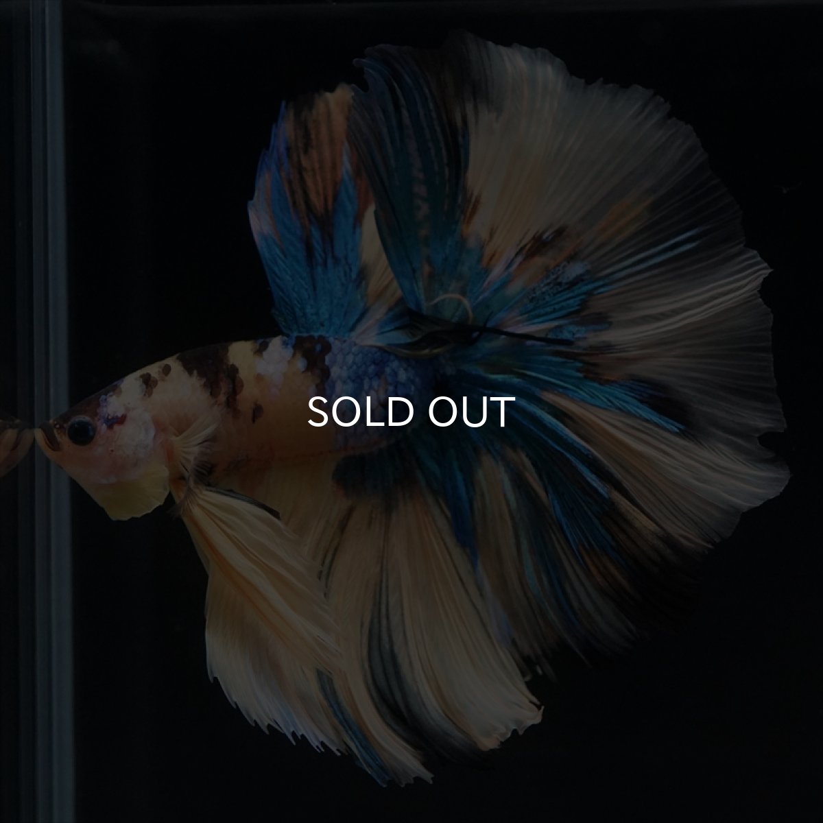 画像2: HM　イエロータイガーギャラクシー (2)