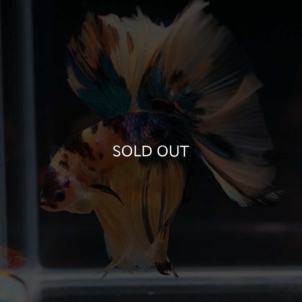 画像9: HM　イエロータイガーギャラクシー (9)