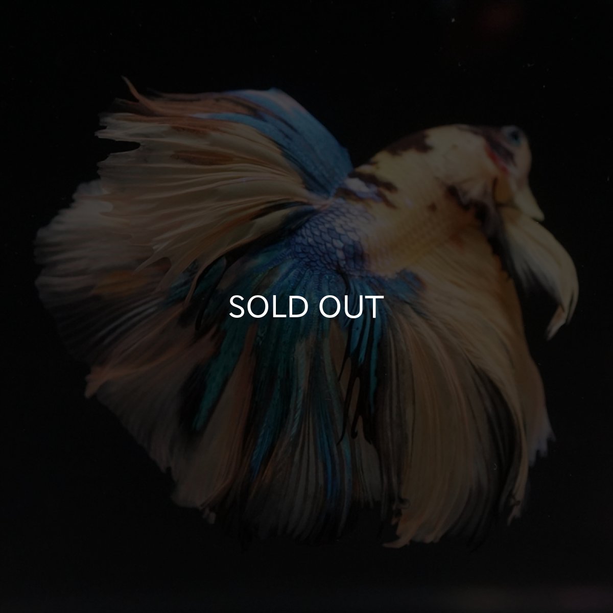 画像8: HM　イエロータイガーギャラクシー (8)