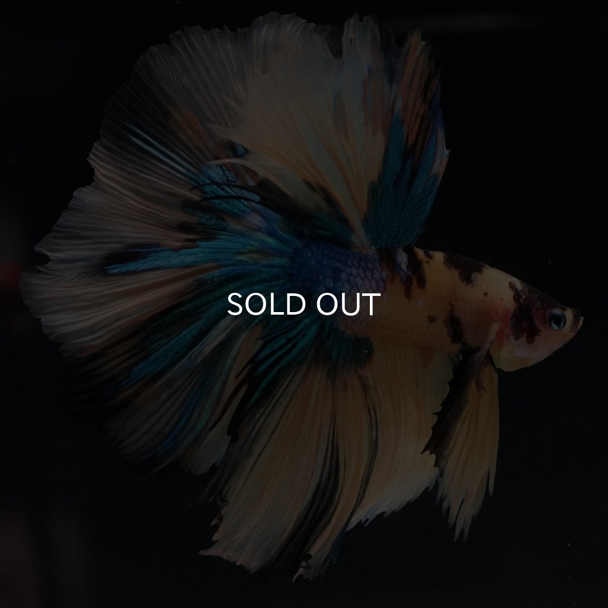 画像3: HM　イエロータイガーギャラクシー (3)