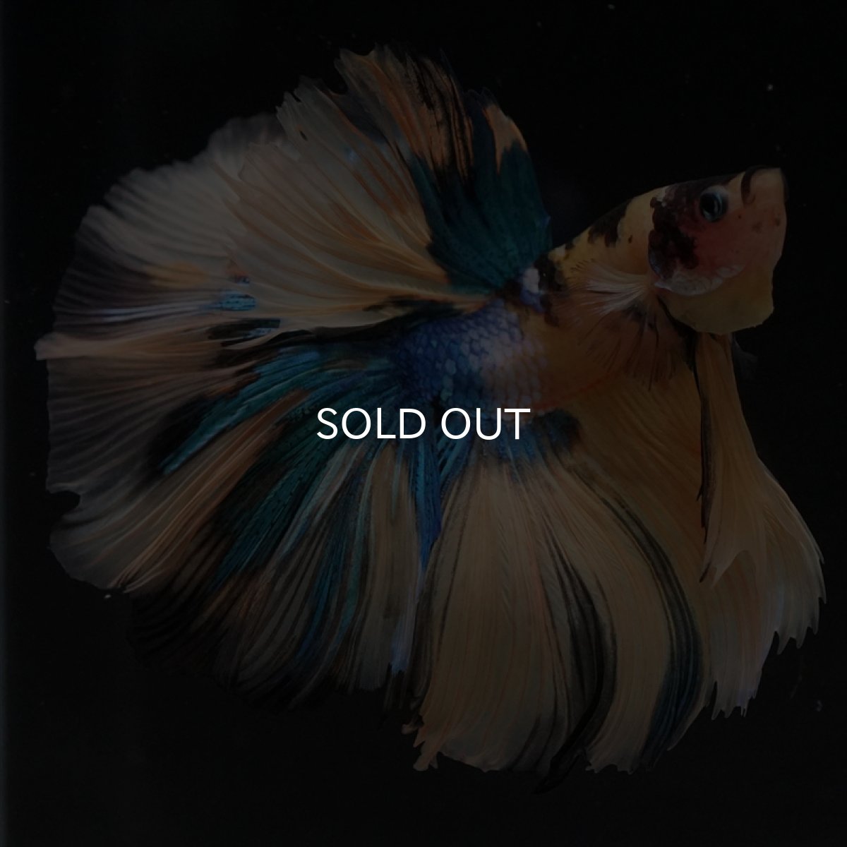 画像4: HM　イエロータイガーギャラクシー (4)