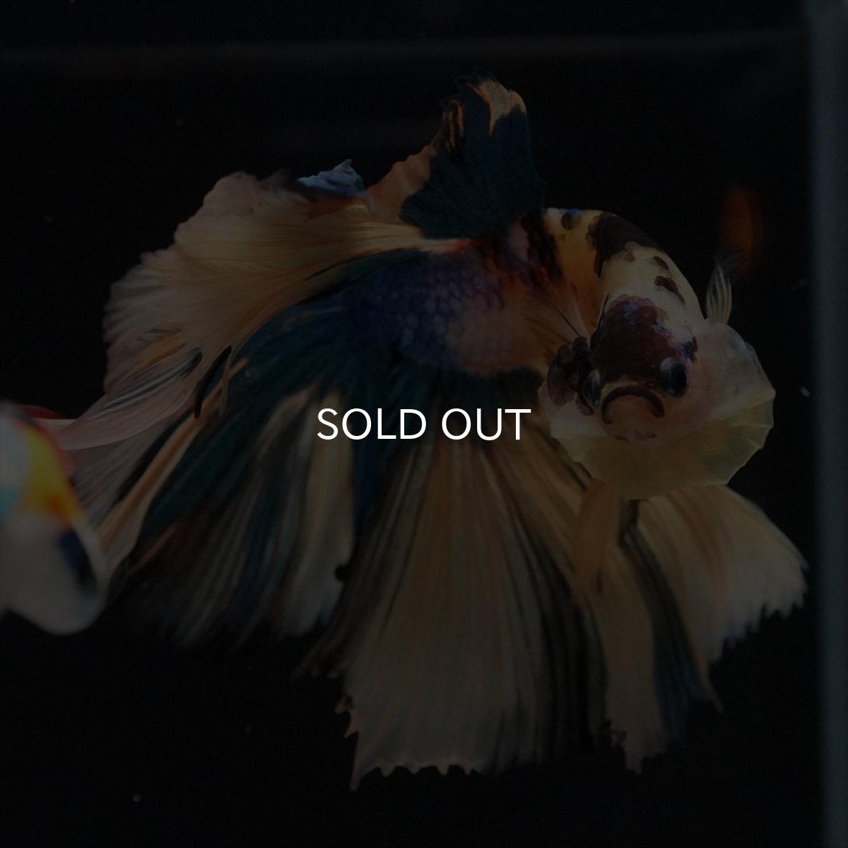 画像7: HM　イエロータイガーギャラクシー (7)